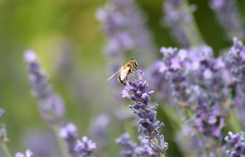 Bee landed on lavender garden plants