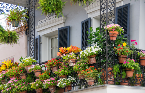 Balcony covered in flowering plants