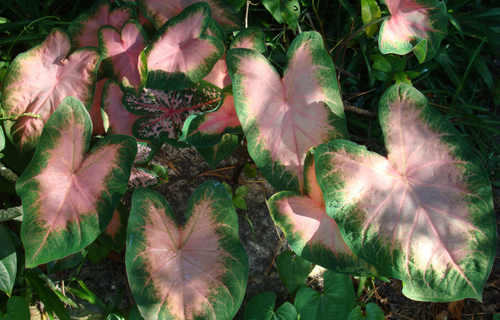 Leaves of garden plant in a shaded area