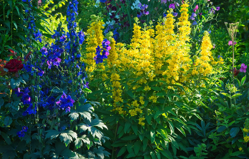 Garden plants in a sunny border