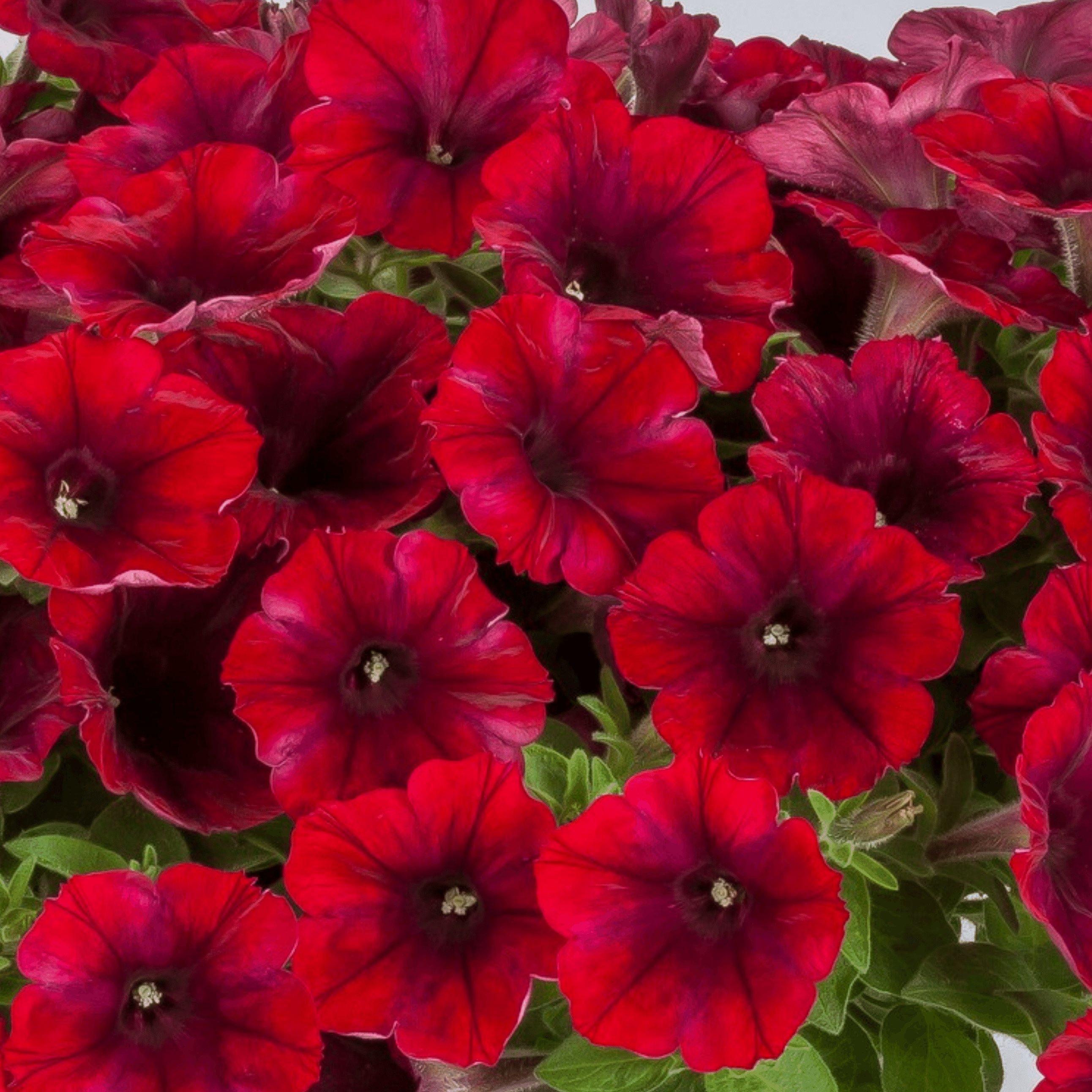 The Growers Petunia Petunia Sanguna Deep Burgundy