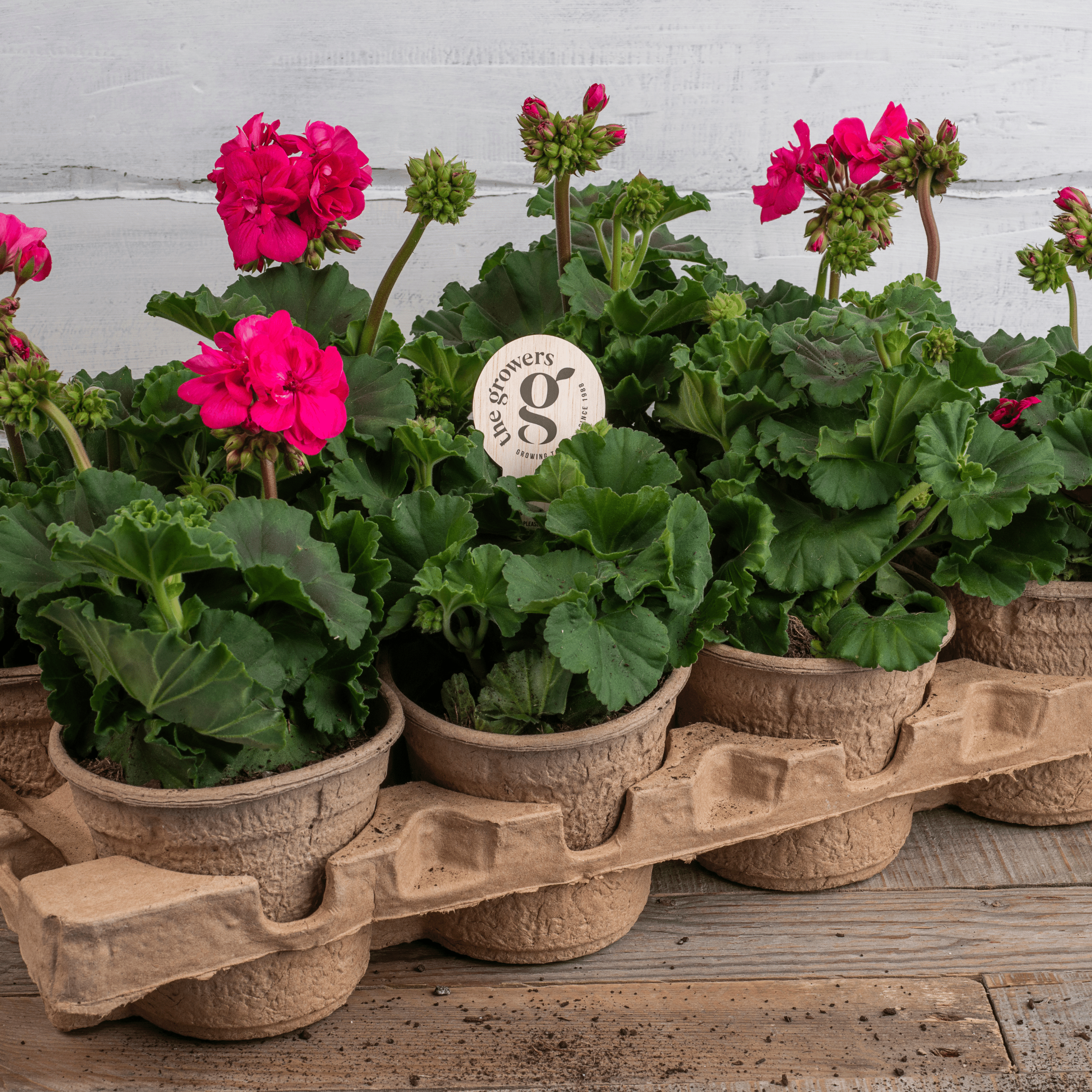 The Growers Petunia Petunia Sanguna Deep Burgundy